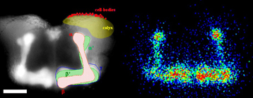 Bioluminescence au service de l'imagerie cérébrale